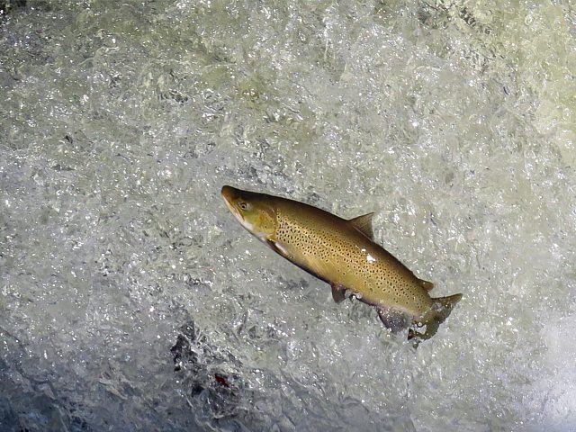 Truite du lac dans une chute