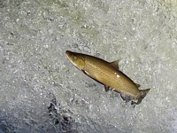 Truite du lac, salmo trutta lacustris