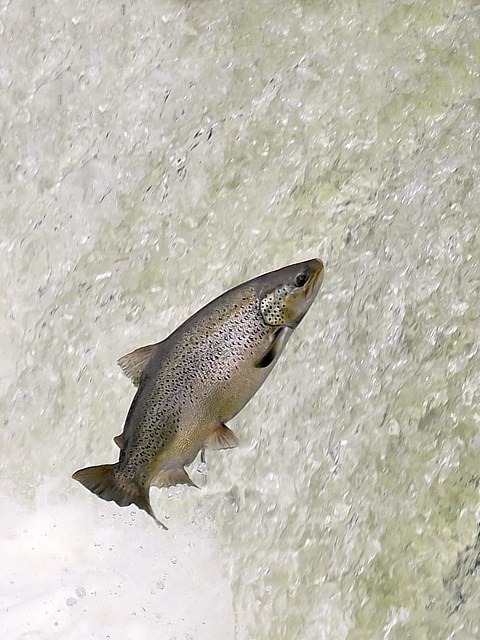 Priode de frai des truites du lac