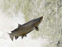 Truite du lac, salmo trutta lacustris