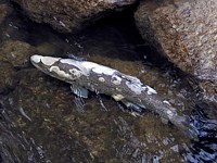 saprolégnia
