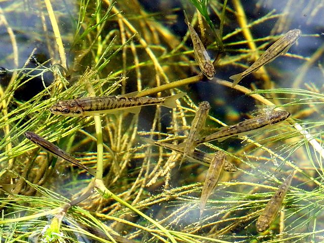Vairons, phoxinus phoxinus