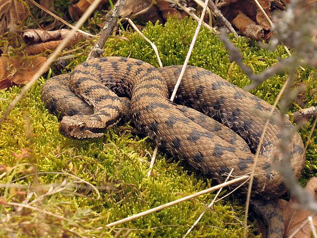 Vipre aspic, vipera aspis
