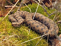 Vipère aspic, vipera aspis