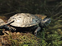 Cistude d'Europe, emys orbicularis