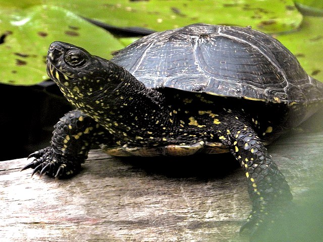 Cistude d'Europe, emys orbicularis