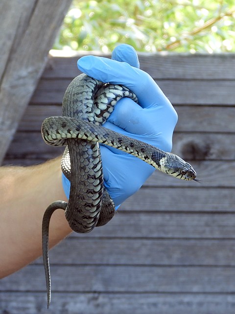 Capture d'une couleuvre  collier