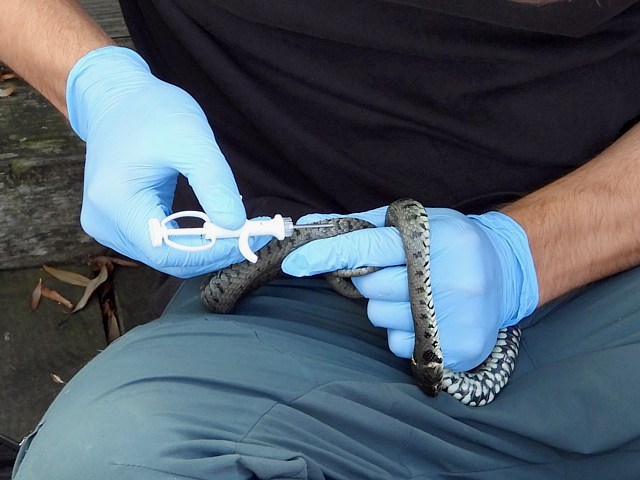 Couleuvre à collier pucée