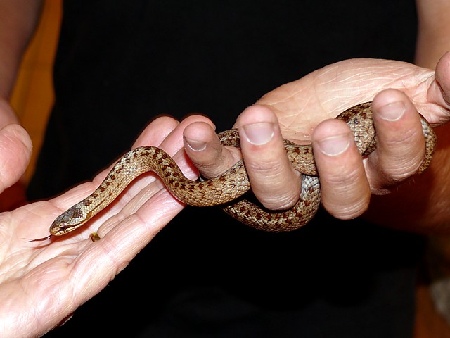 Coronelle, coronella austriaca