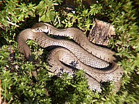 Couleuvre à collier, natrix natrix