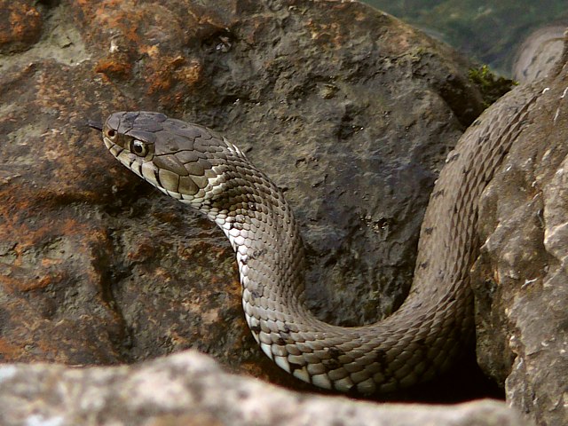 Couleuvre  collier