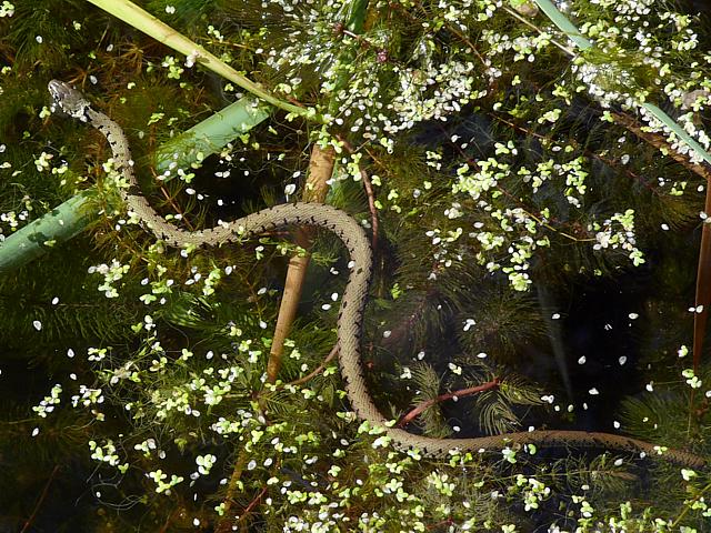 Couleuvre  collier nageant dans le lac