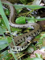 Couleuvre à collier, natrix natrix