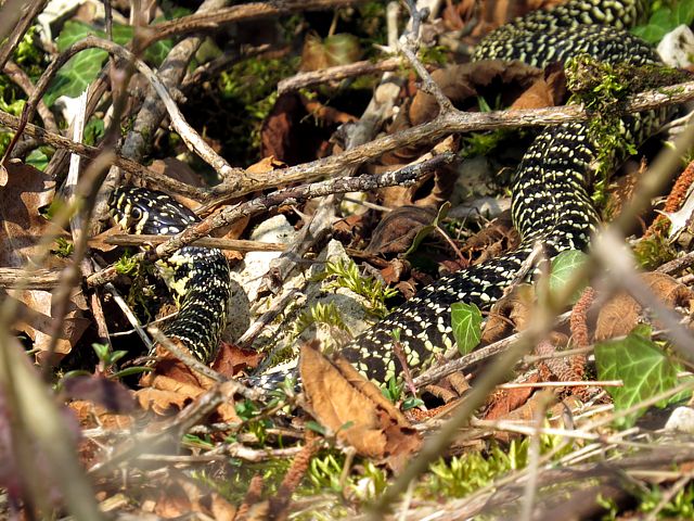 Couleuvre verte et jaune, hierophis viridiflavus