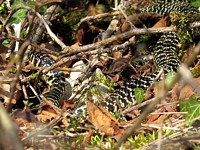 Couleuvre verte et jaune, hierophis viridiflavus