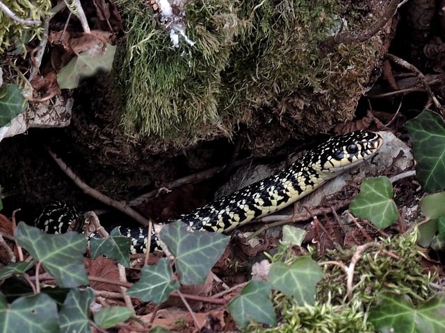 Couleuvre verte et jaune, hierophis viridiflavus