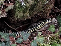 Couleuvre verte et jaune, hierophis viridiflavus, 