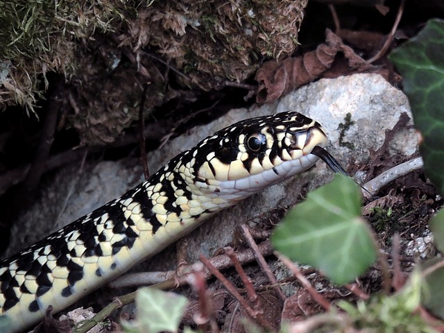 Couleuvre verte et jaune, hierophis viridiflavus