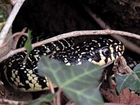 Couleuvre verte et jaune, hierophis viridiflavus