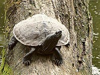 Emyde lépreuse, mauremys leprosa