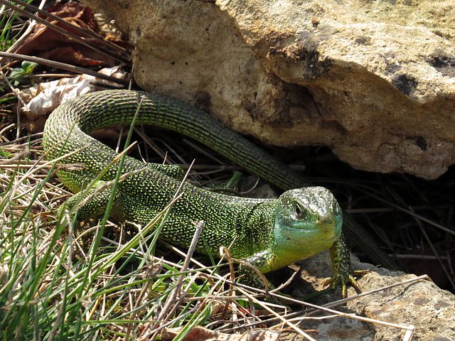 Lzard vert, lacerta viridis