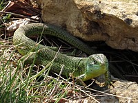 Lézard vert, lacerta viridis