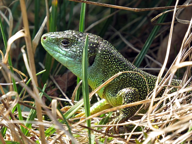 Lzard vert, lacerta viridis