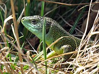 Lézard vert, lacerta viridis