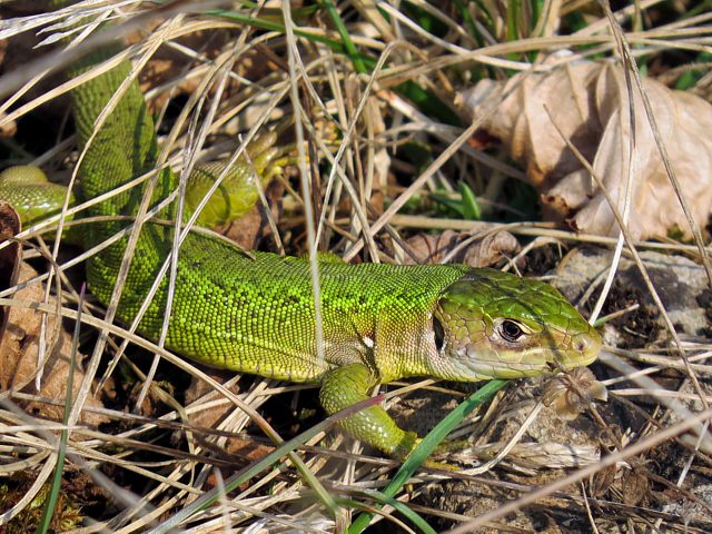 Lzard vert, lacerta viridis