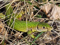 Lézard vert