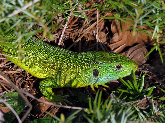 Lzard vert, lacerta viridis