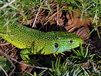 Lézard vert