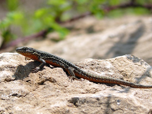 Lzard des murailles, lacerta muralis