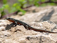 Lézard des murailles, lacerta muralis