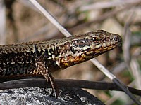 Lézard des murailles, lacerta muralis