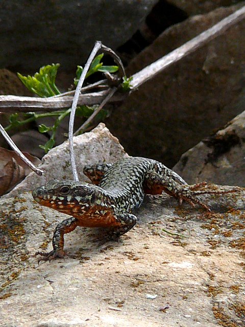 Lzard des murailles, mle