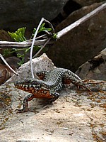 Mâle lézard des murailles