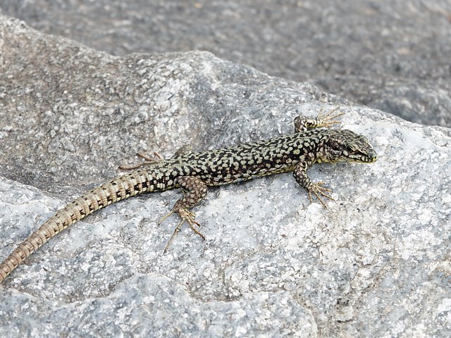 La mue du lzard des murailles