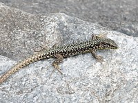 Lézard des muraille
