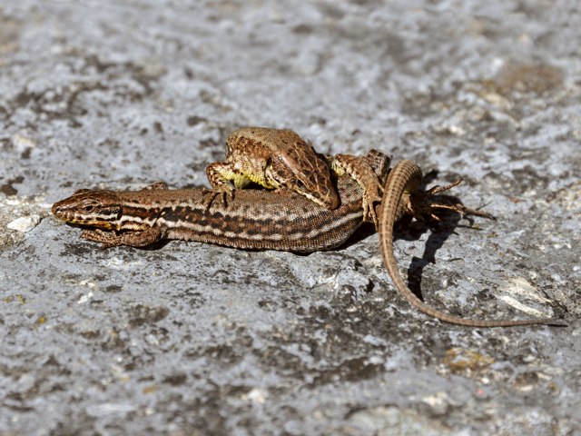 Accouplement de lzards des murailles