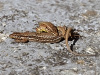 Accouplement de lézards