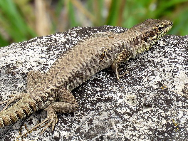 Accouplement de lézards des murailles