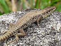 Mue du lézard