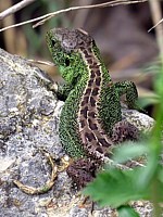Lézard agile, lézard des souches