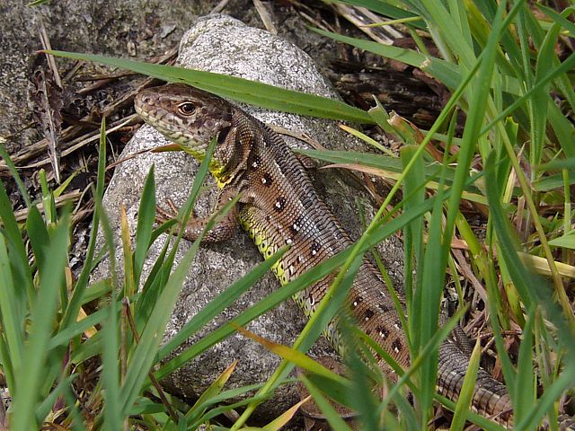 Lézard agile, lacerta agilis