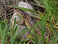 Lézard agile, femelle