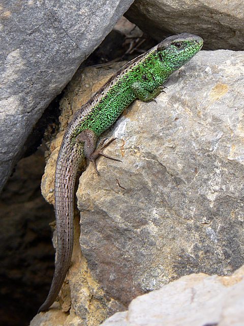 Lzard agile mle