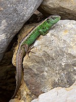 Lézard agile, lacerta agilis