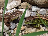 Couple de lézards agiles