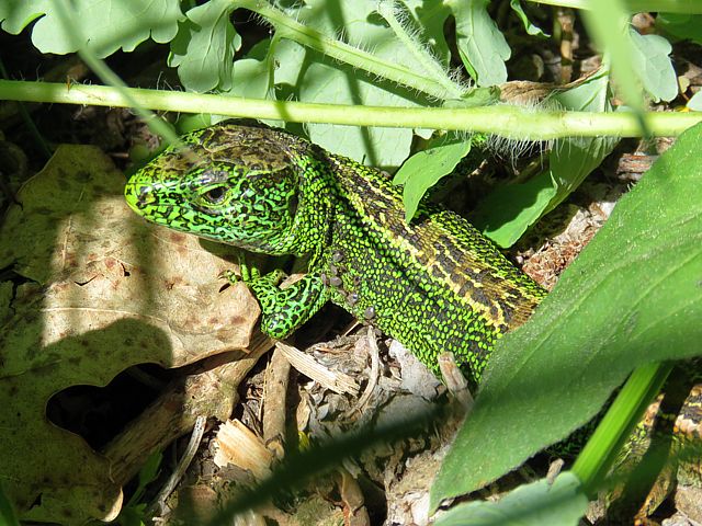 Mlee lzard agile